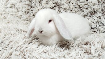 Zakrslý beránek, králíček, králík - MOLLY A MATEO - 15