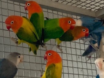 agapornis fischeri - 15