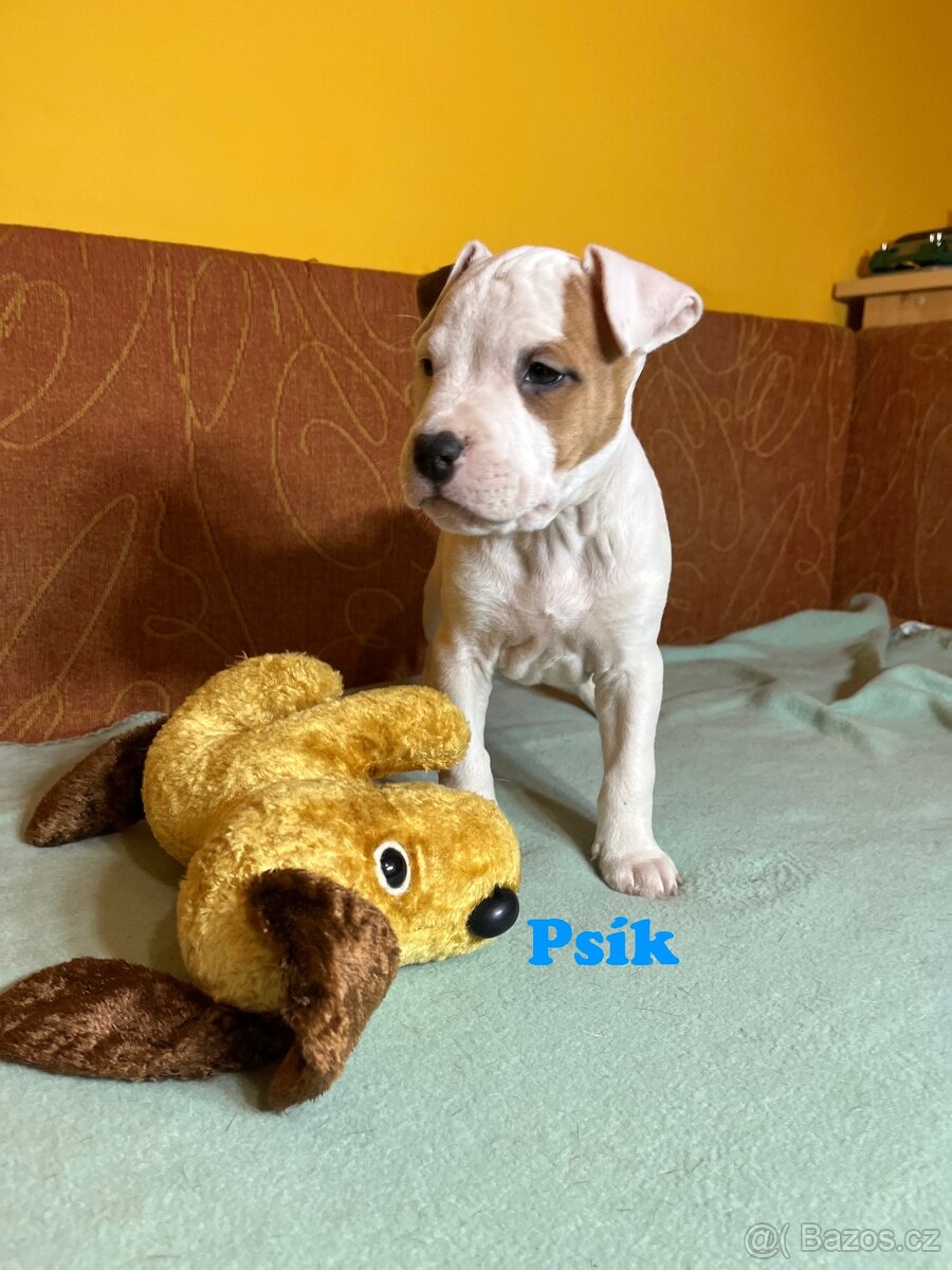 Americky Stafordšírský Terier šteniatka - 16