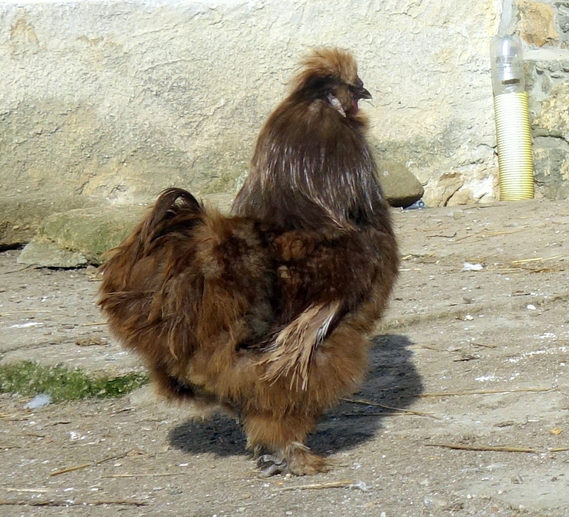 Hedvábnička velká vousatá - EU - 16