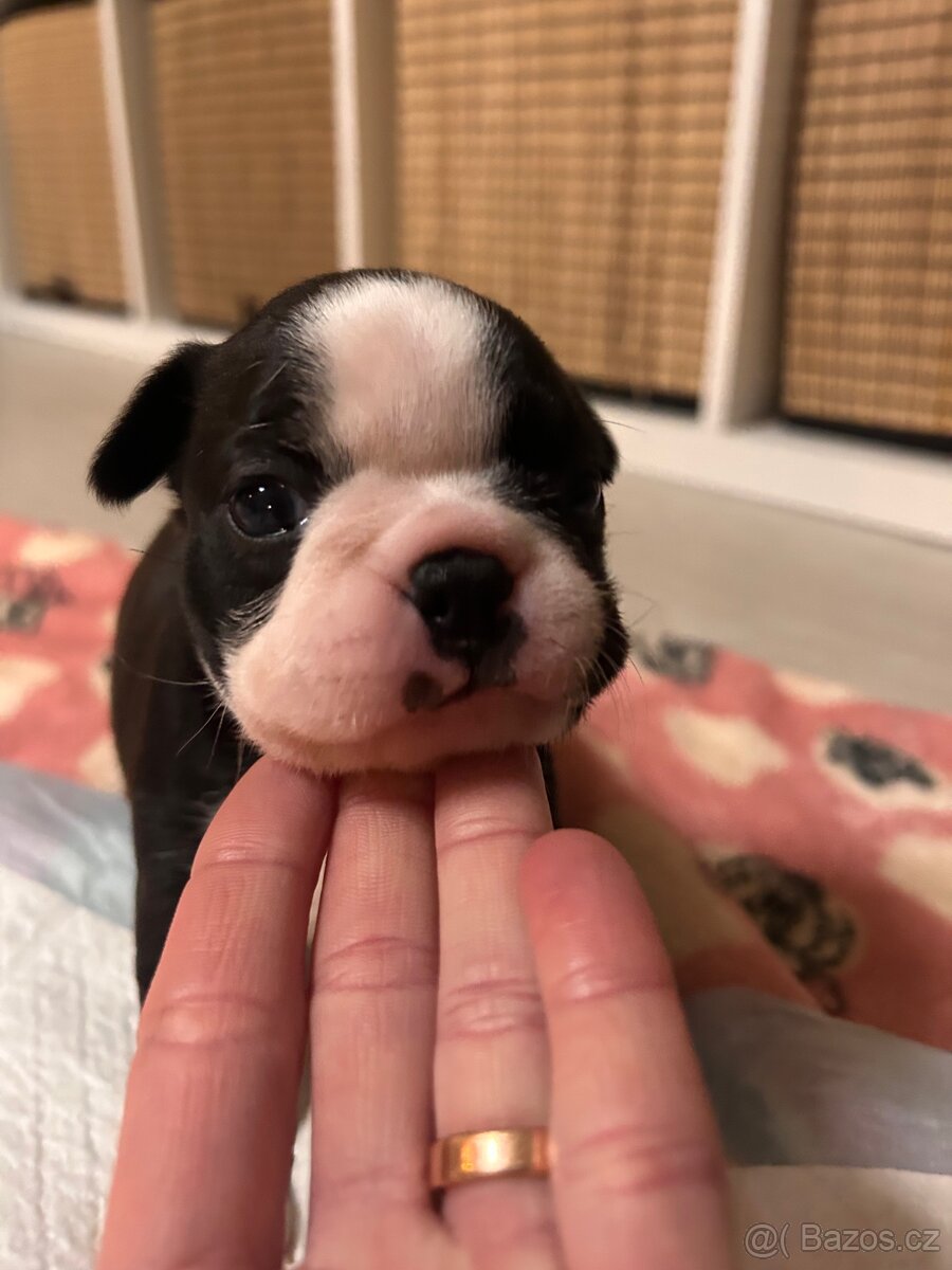 Bostonský teriér - 16