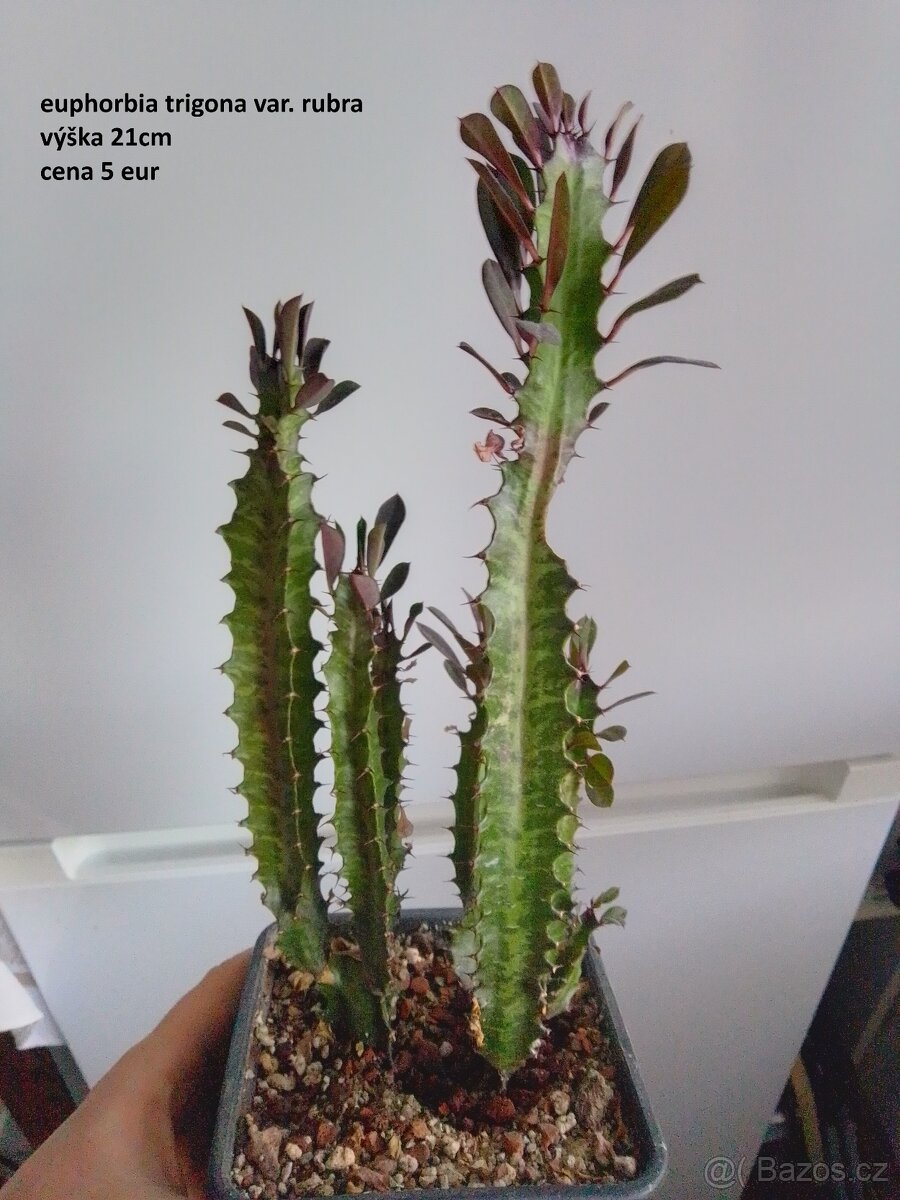 rastliny predaj - 16