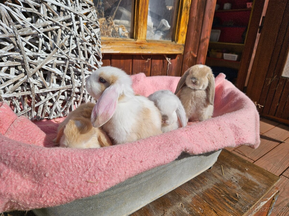 Zakrslý králík - 16