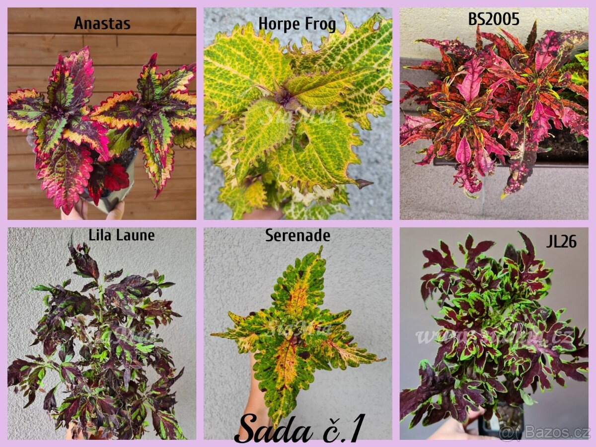 Africké okrasné kopřivy COLEUS SEMENA - 16