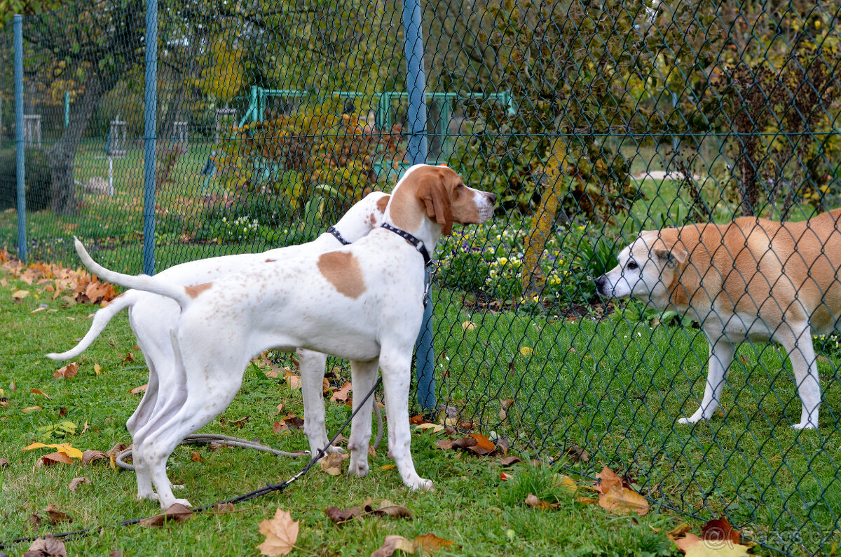 Pejsek a fenka_pointer_štěňátka_CHS z Mešinské hájovny - 16