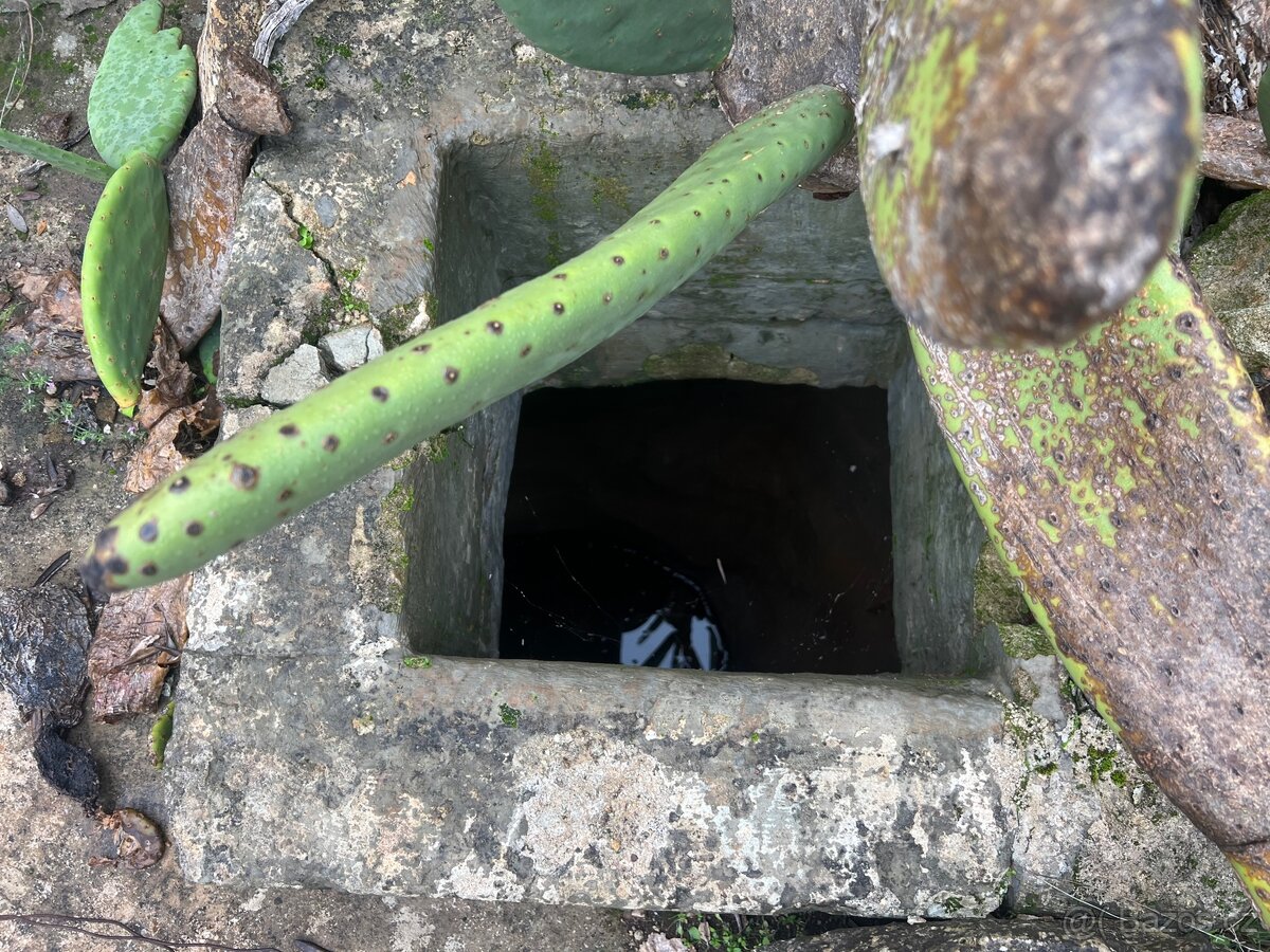 Olivový sad 9100m2 u moře - 16