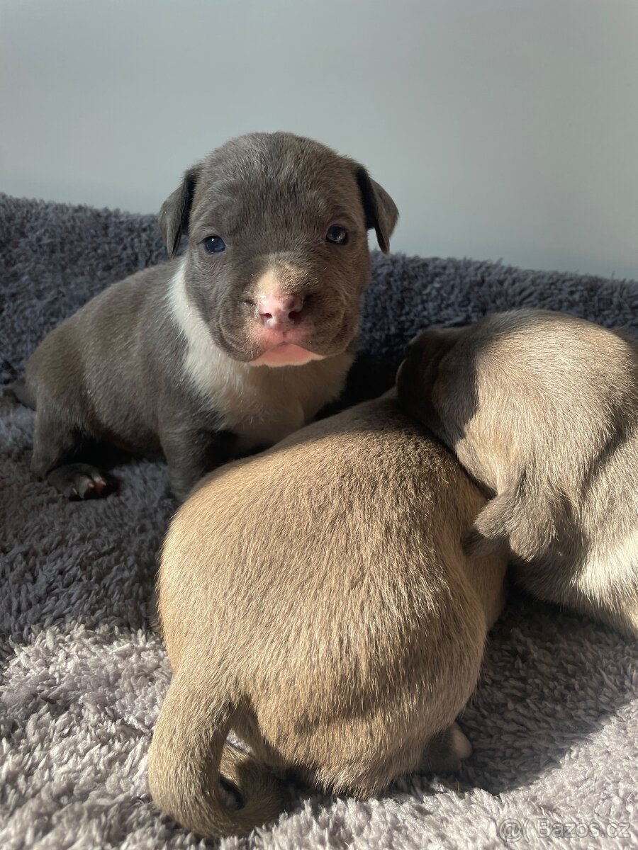 American Bully x Staford - 16