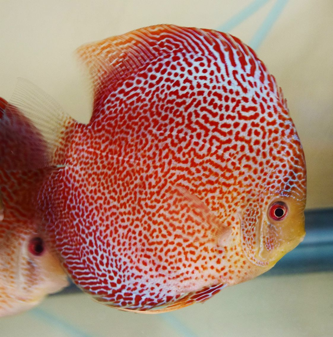 Prodej terčovců, L-sumců, skalár, rejnoků a jiných ryb - 16