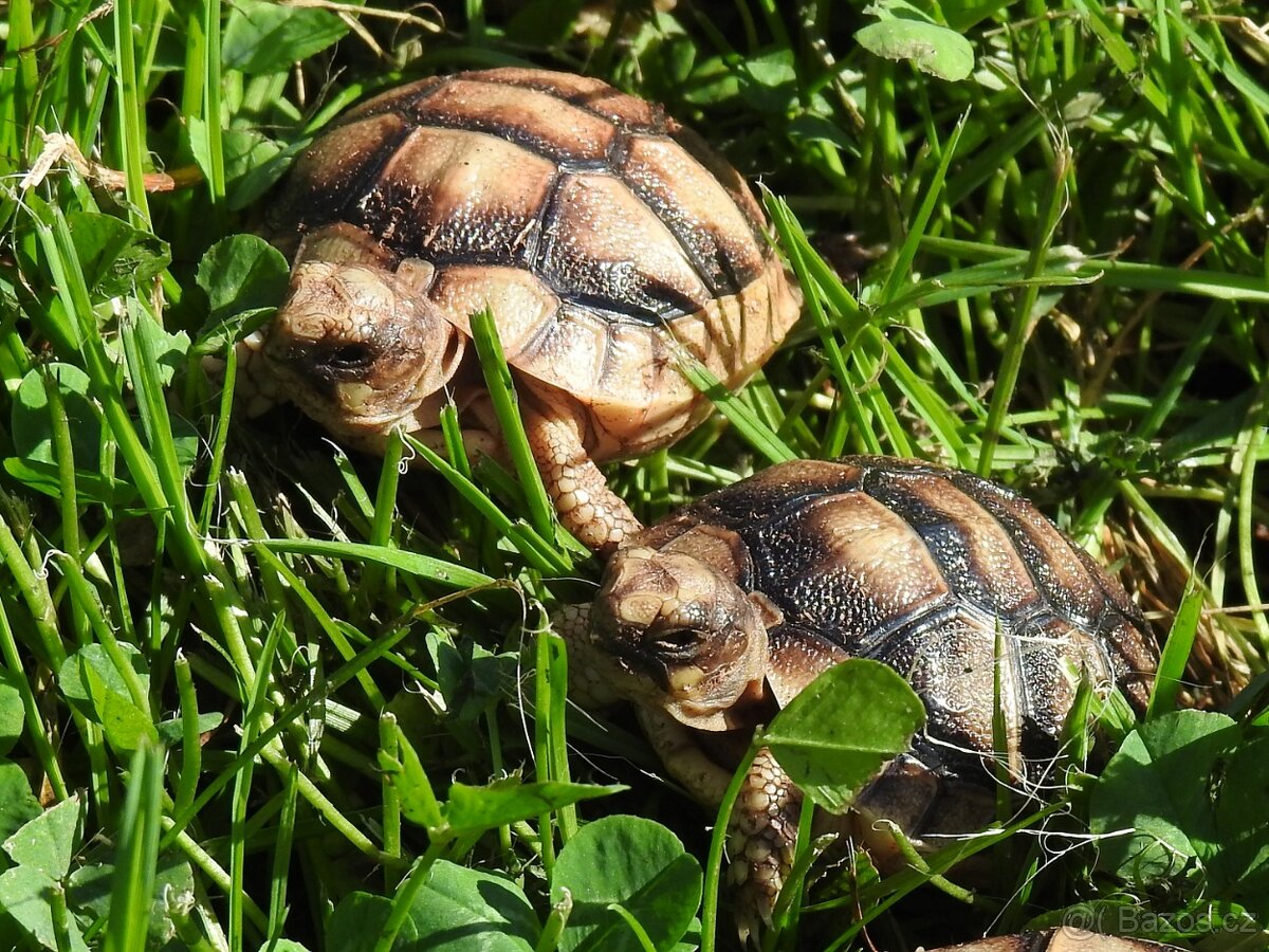 Malé suchozemské želvy - 16