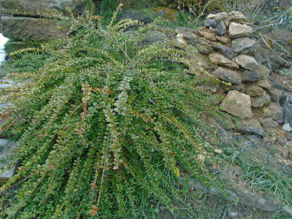 Odolné přebytky ze zahrady - 16