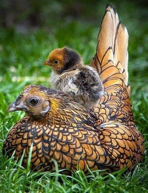 Slepičky jako vánoční dárek - pro okrasu i na užitek - 16