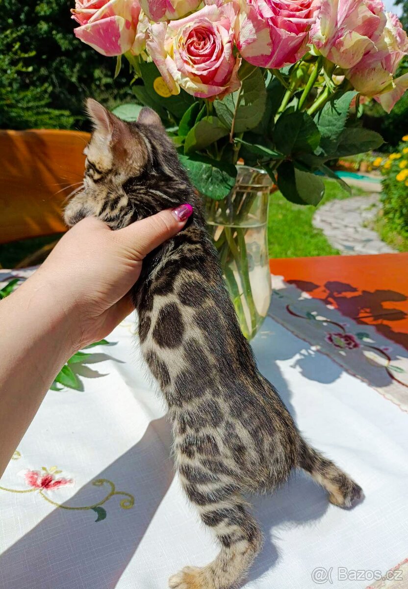 Předběžná Rezervace luxusní Bengálská koťáta s PP - 16