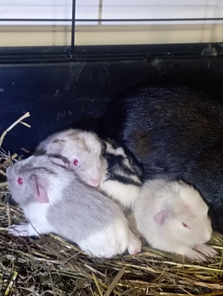 Cuy morčata - 16