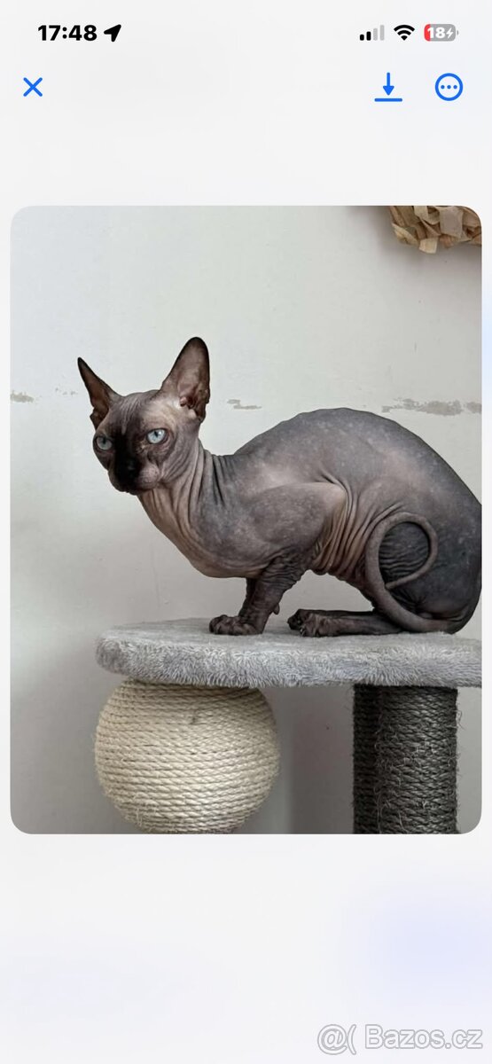 Kanadský sphynx - 16