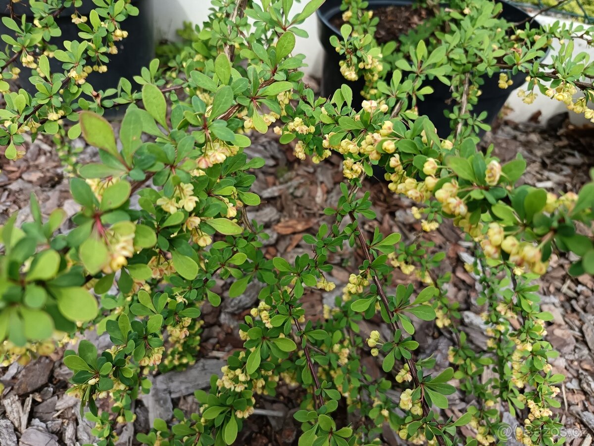 Keře, stromy, trvalky - 16