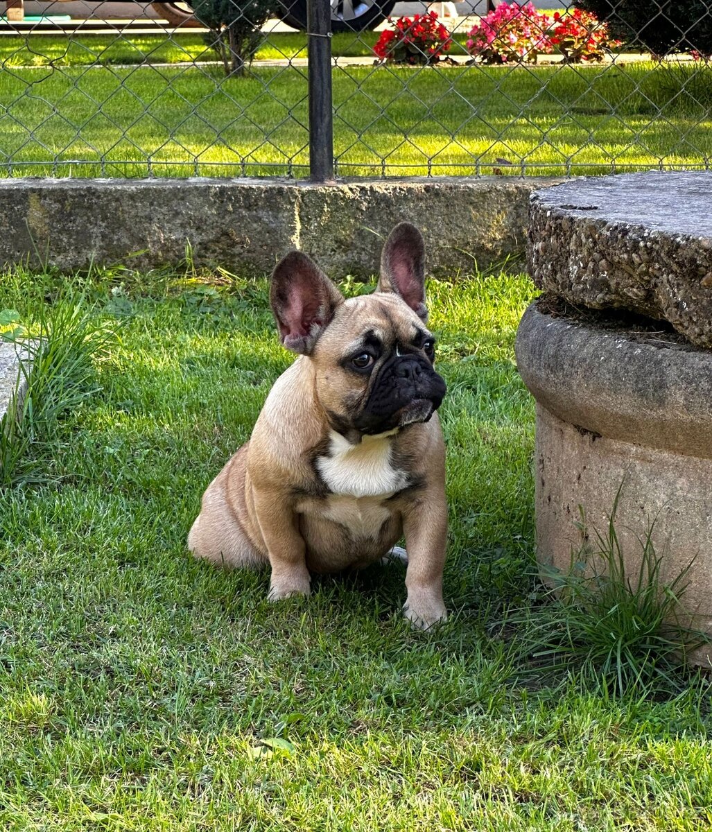 Francouzský buldoček s PP (FCI) - fawn fenečka s rodokmeňom - 16