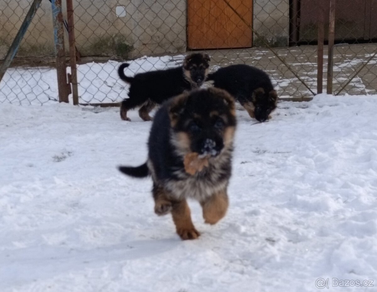 Německý ovčák s PP - 16