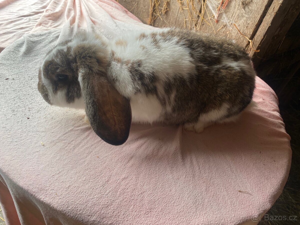 Samice na prodej - 16
