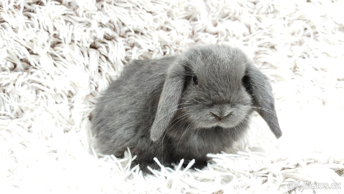 Zakrslý beránek, králíček, králík - KVIDO - 16