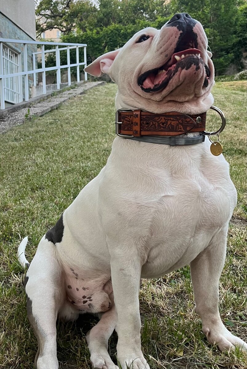 Krytí American Bully standard - 16