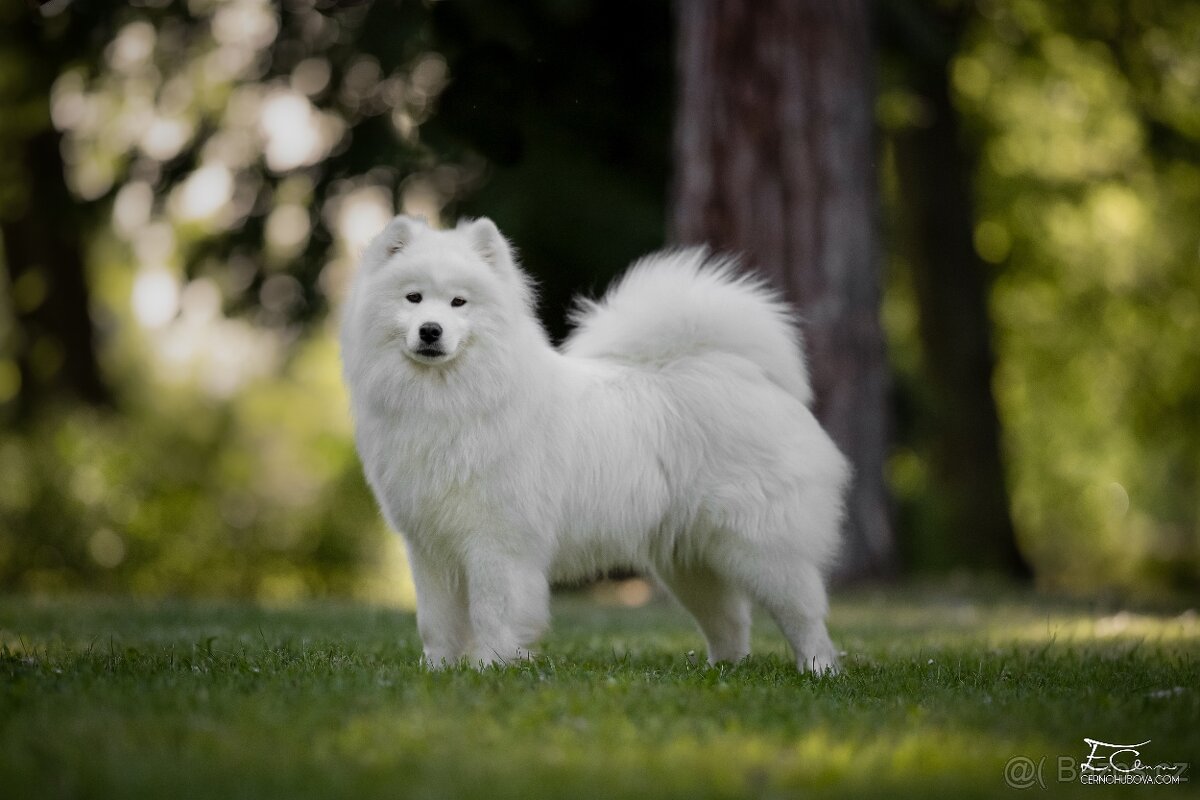 Samojed s PP - psík - 16