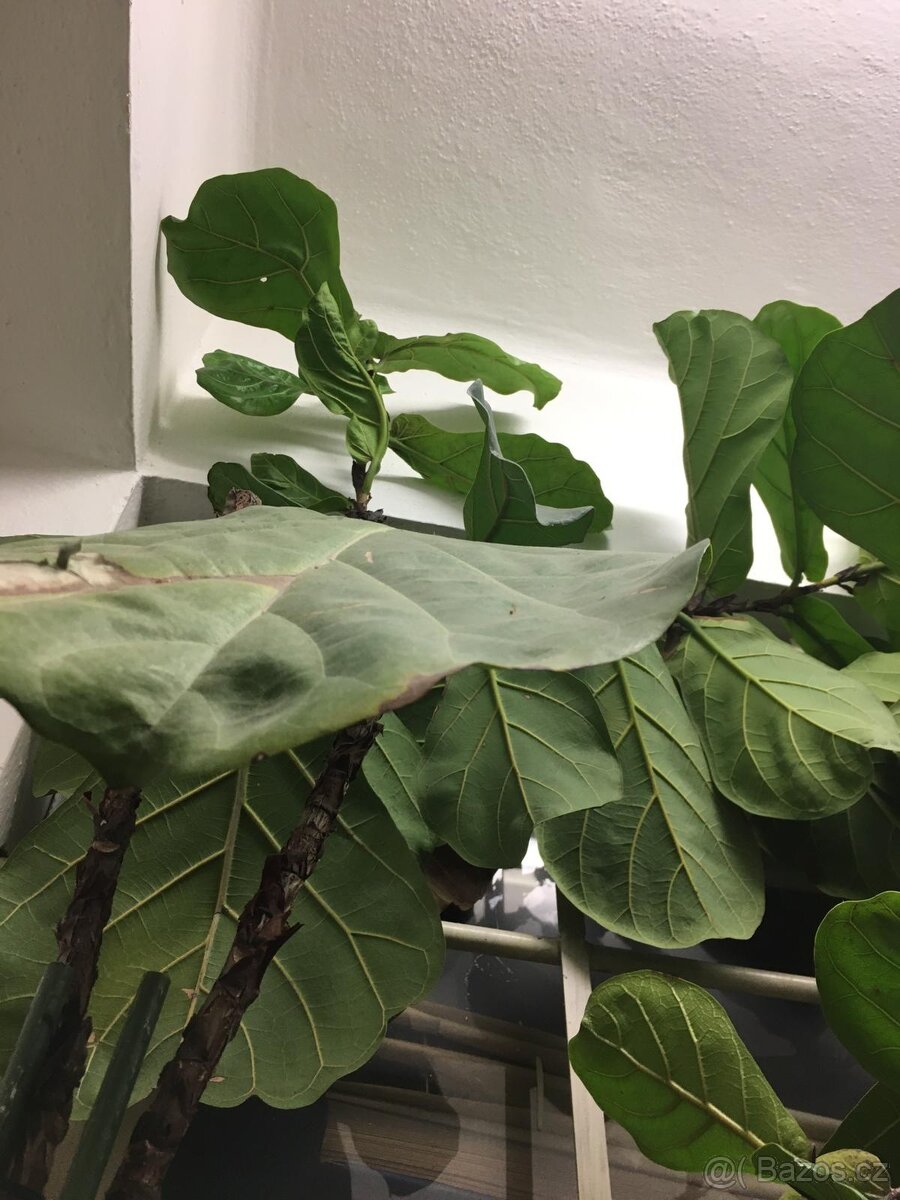 POKOJOVE KVETINY - 16