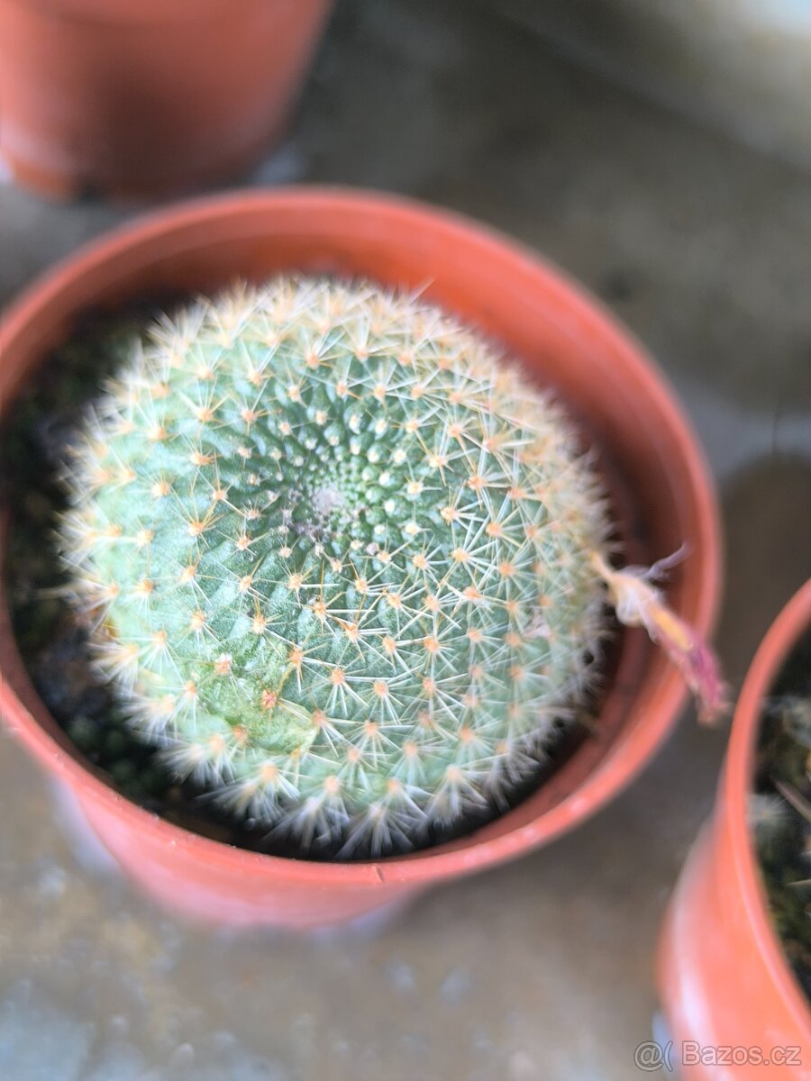 Sukulenty,kaktusy - 16