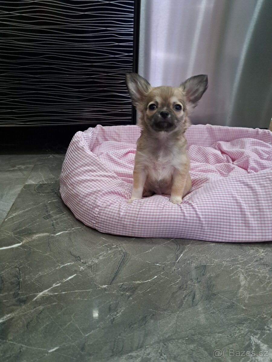 Čivava štěňátka fenečky - 16