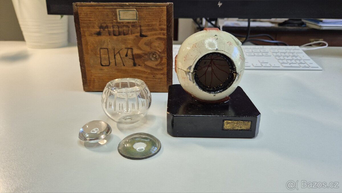 Starožitný model oka, Bock Steger, cca 1880 - 16