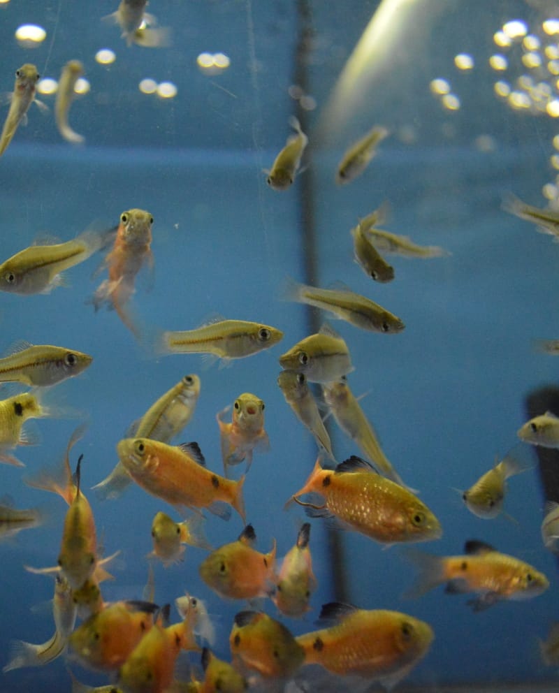 Akvarijní rybičky různé druhy - 16