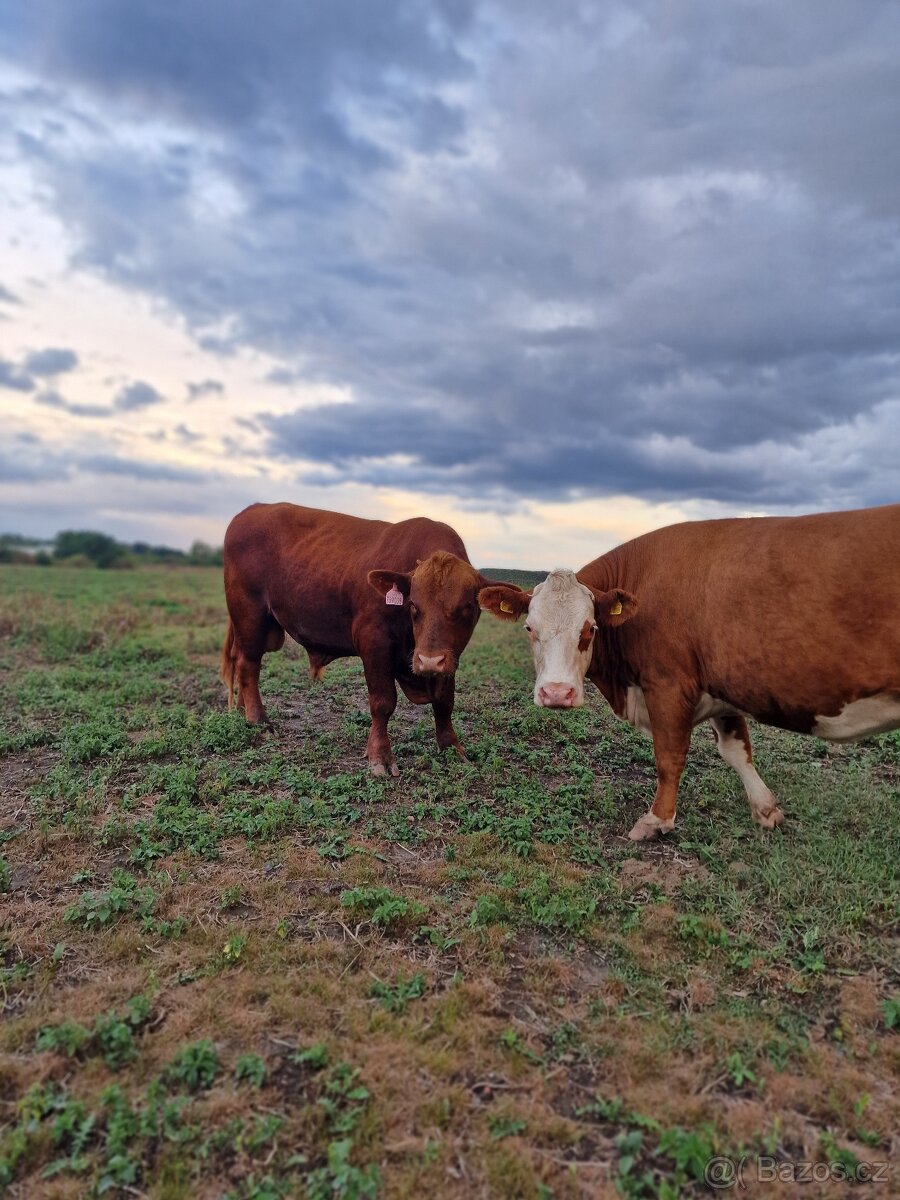 Prodáme březí krávy - 16
