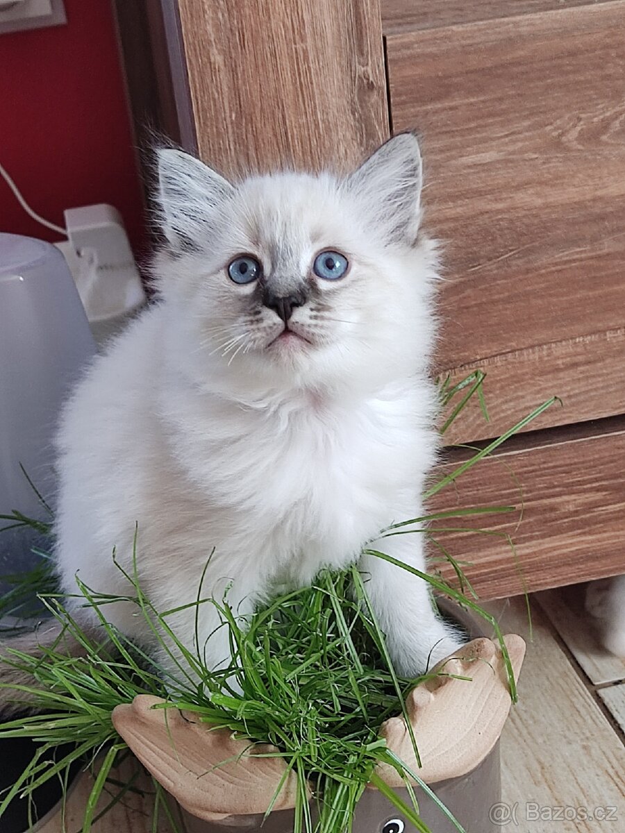Kocourek Ragdoll ke krytí - 16