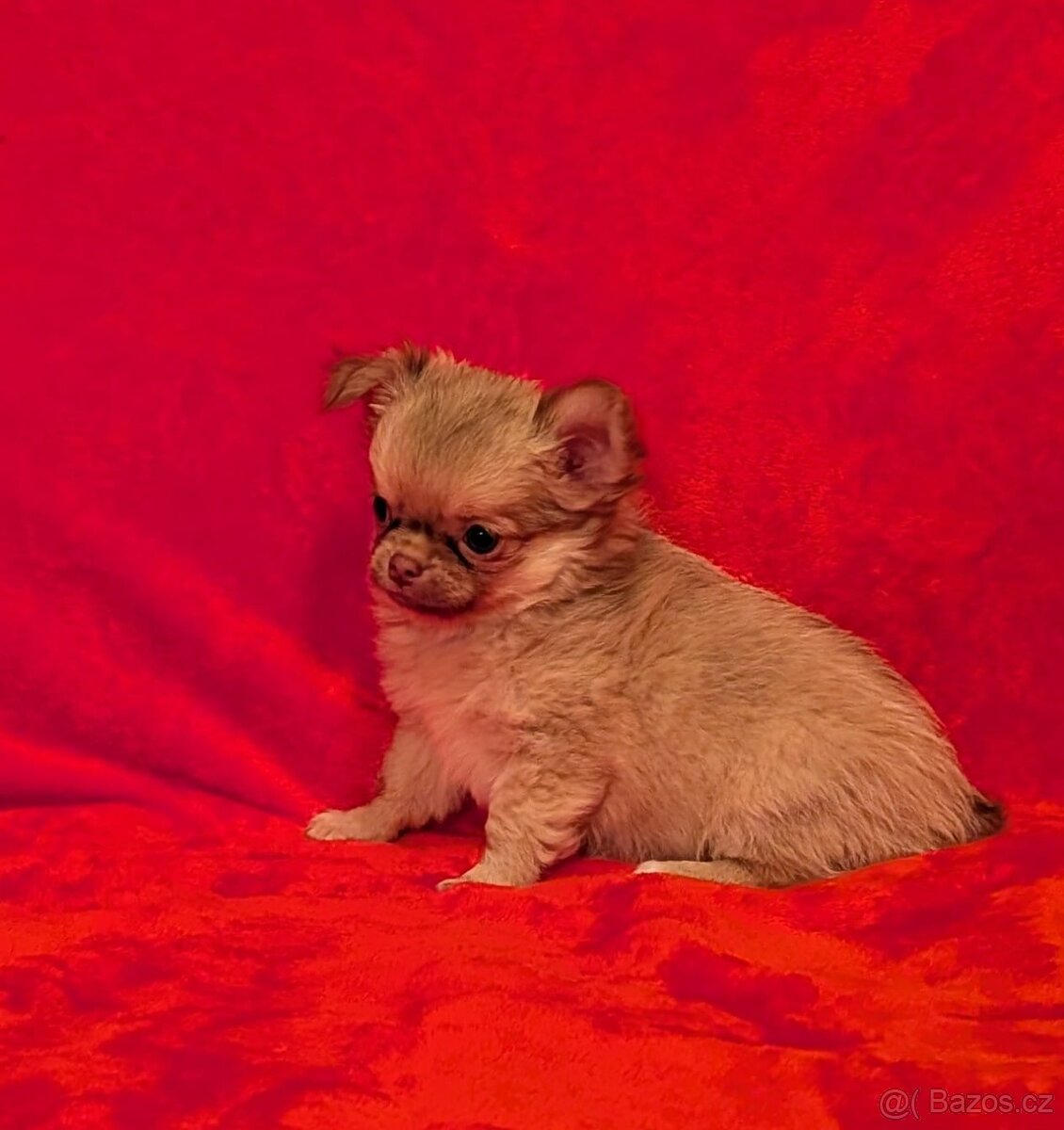 Čivava dlouhosrstá s PP- pejsci a fenky - 16