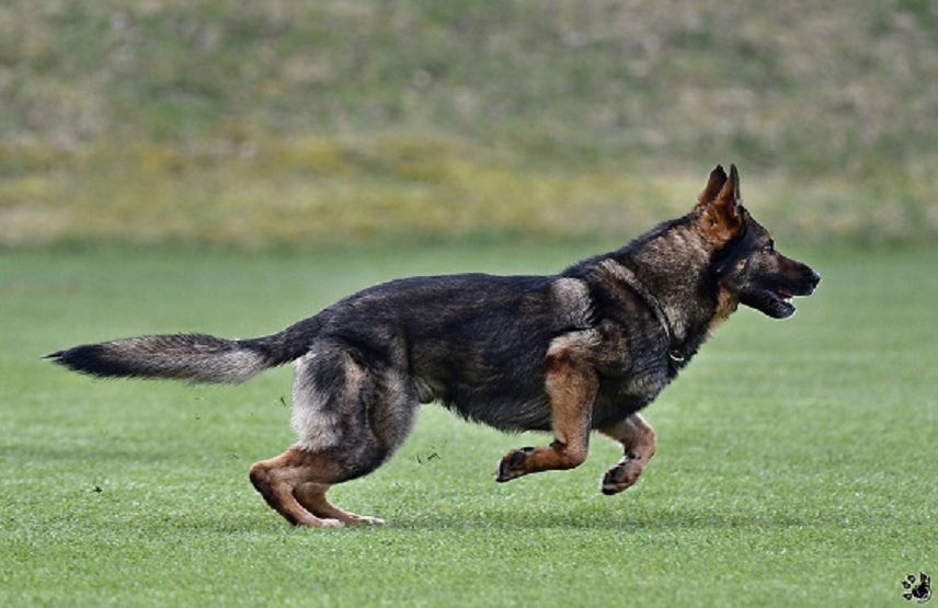 Německý ovčák štěnata s PP - 16