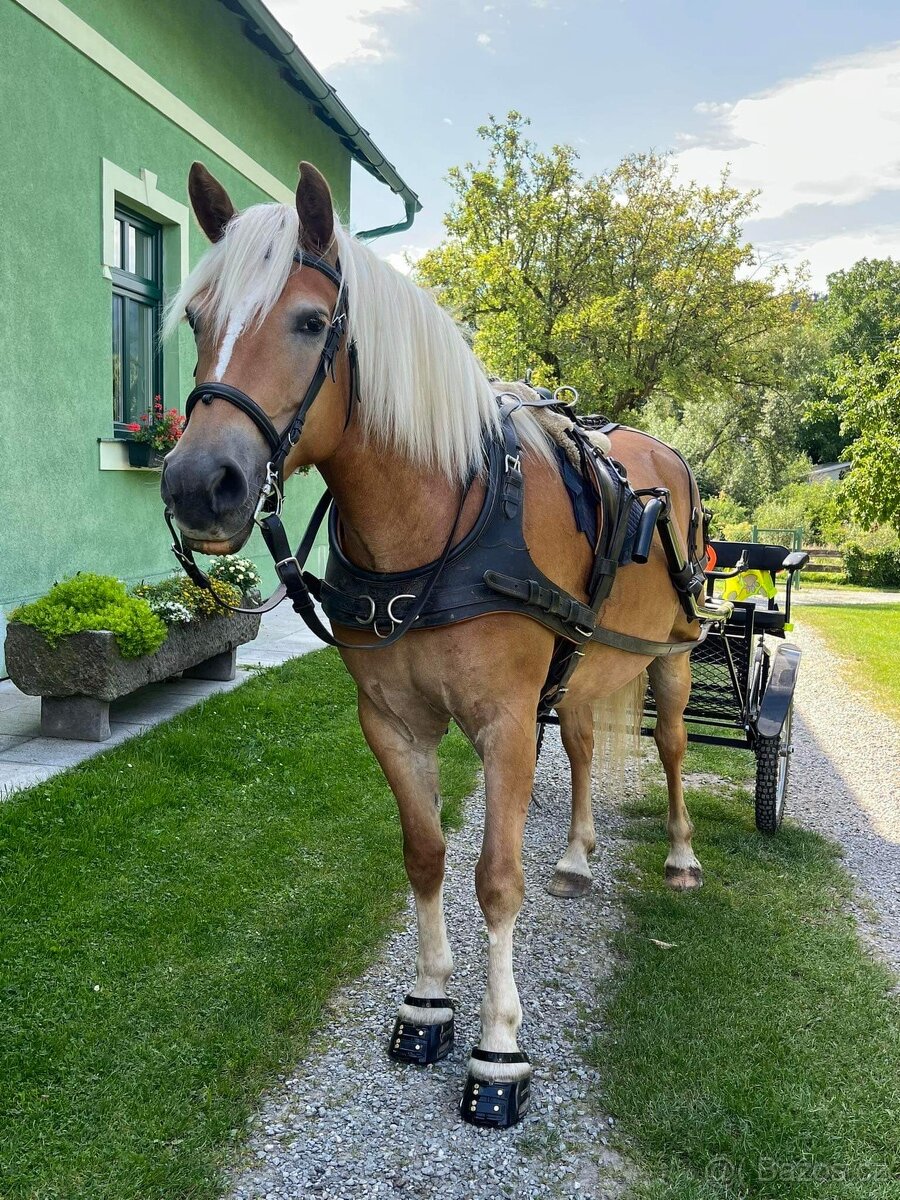 PASOVÁNÍ botiček Scoot Boots : - 16