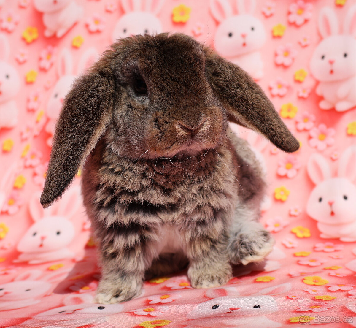 Zakrslí rex beránci s VP . - 16