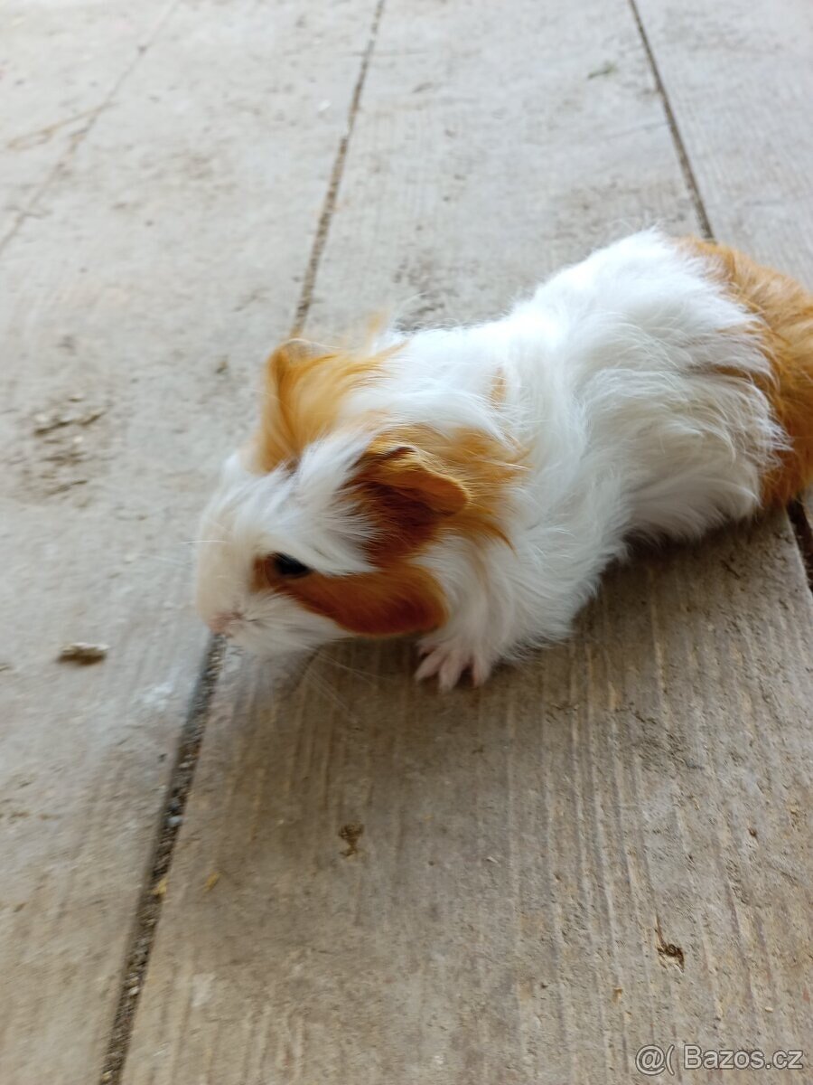 Morčata - samečci - 16