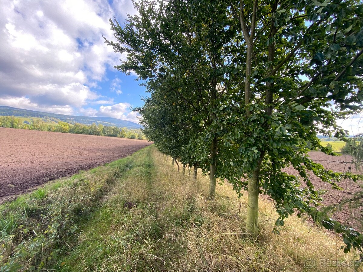 Lesní pozemek a pozemek ostatní plocha Horní Lánov - 16