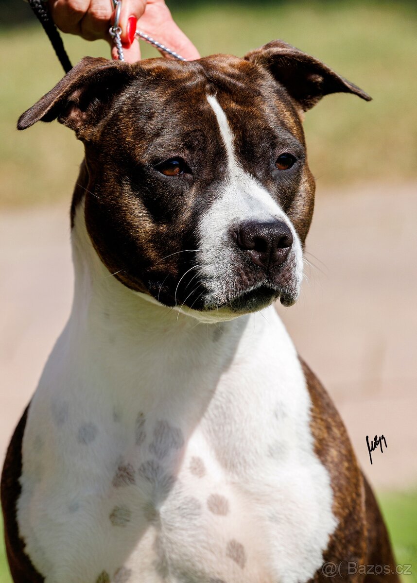 Americký stafordšírský teriér - štěňátka s PP - 16