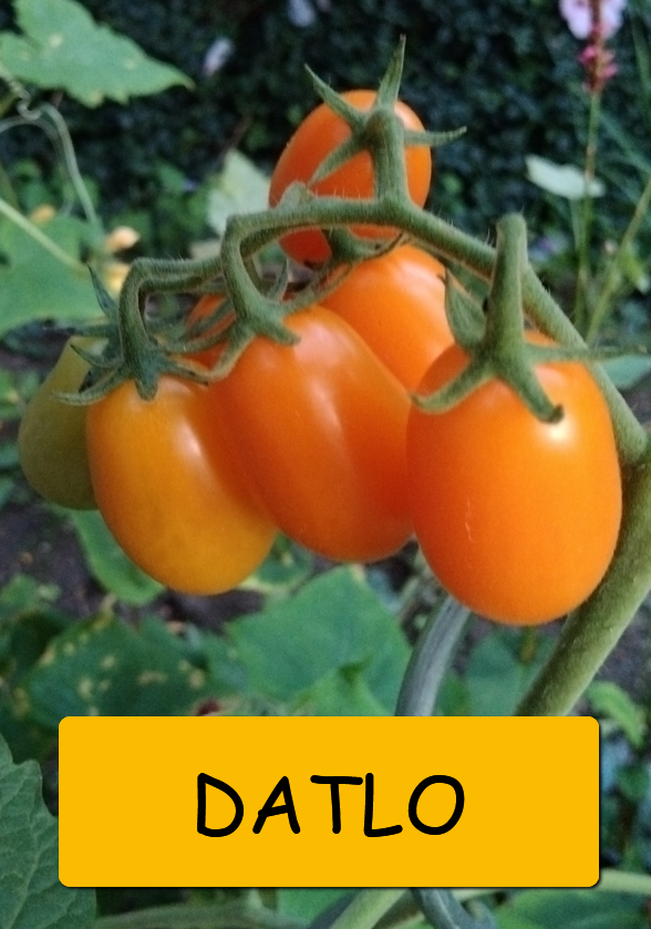 Semínka rajčata - různé druhy - 16