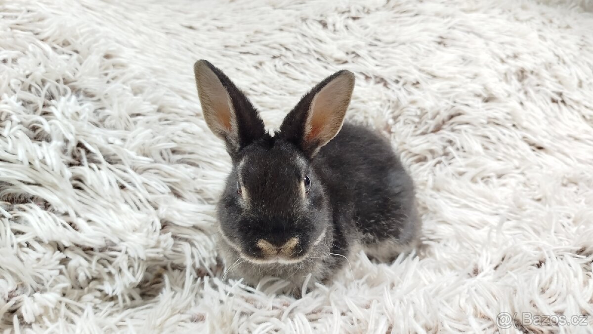 Zakrslý králík, králíček-(REX)-DAISY - 16
