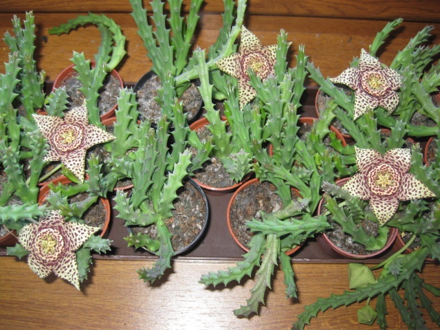 Kaktusy a sukulenty 30 Kč za kus - 16