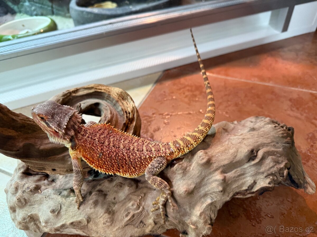 MLÁĎATA AGAMY VOUSATÉ K PRODEJI - 16