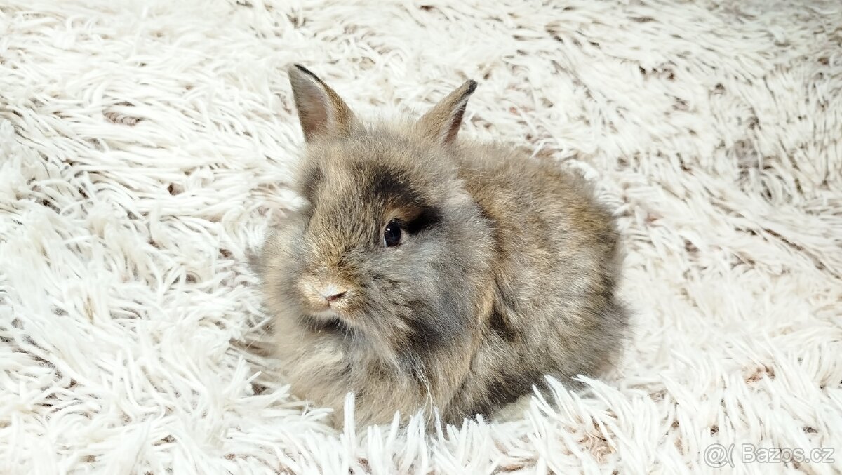 Zakrslý králík, králíček - HARRY - 16