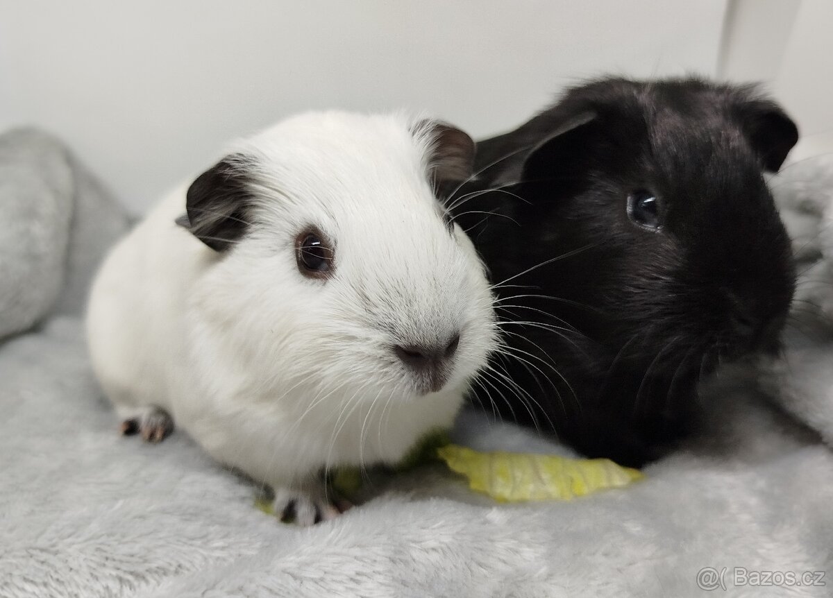 Morče, Morčata, Morčátko, Morčátka - JIN A JANG - 16