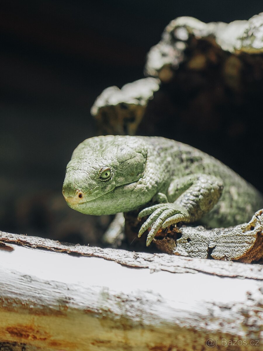 TOP Sony Alpha A7 II + Zeiss Batis 85mm f/1.8 - 16