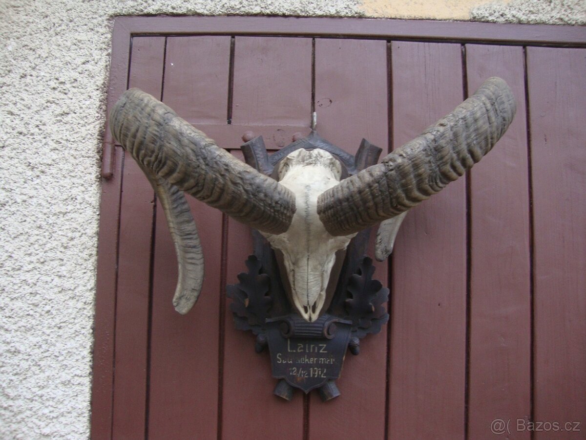 Starožitná Mufloní trofej Muflon 1912 medailové rozměry top - 16