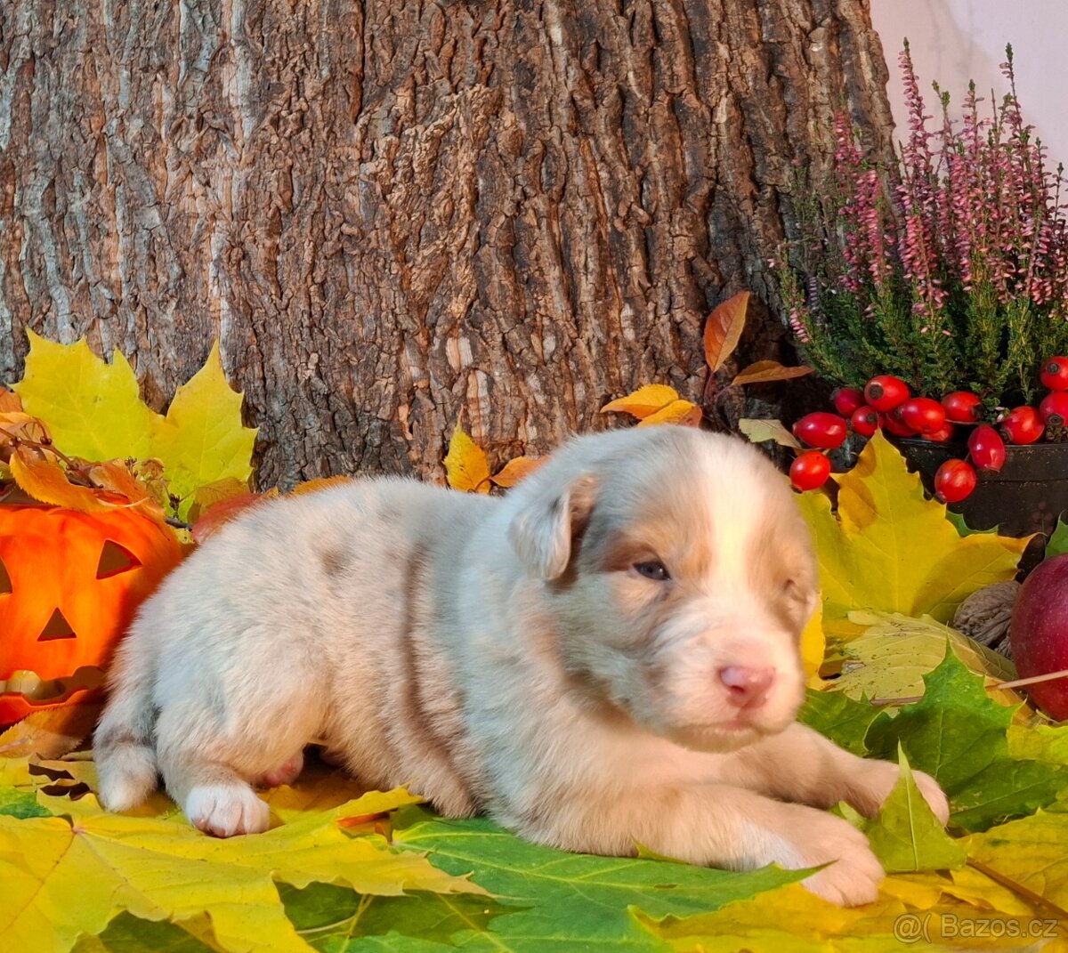 Australský ovčák s PP - 16