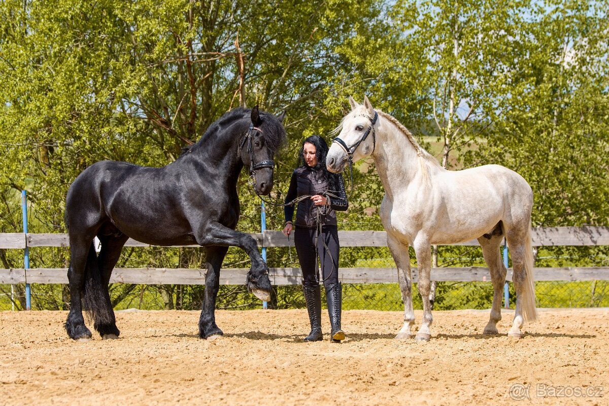 P.R.E. Hřebec na prodej - 16
