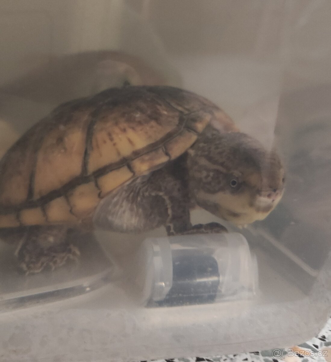 Akvárium - terárium + želva. - 16